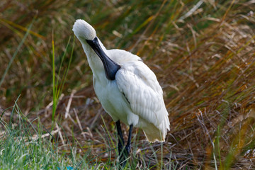 Royal Spoonbill in New Zealand