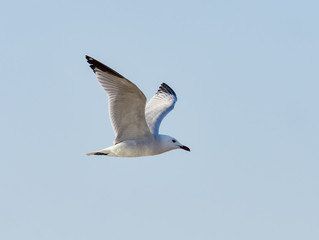 Audouin’s gull, Larus audouinii, flying over the albufera de Valencia, Spain