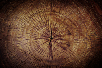 Cut wood trunk background