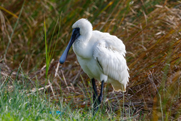 Royal Spoonbill in New Zealand