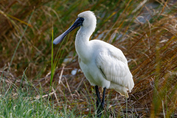 Royal Spoonbill in New Zealand