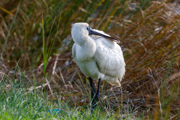 Royal Spoonbill in New Zealand