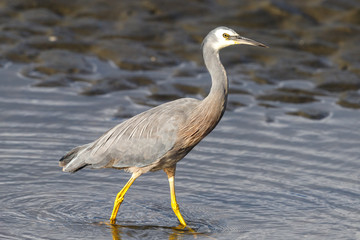 White-faced Heron in New Zealand