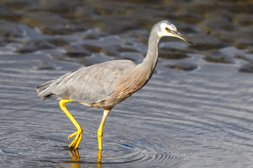 White-faced Heron in New Zealand