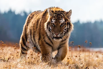 Ein sibirischer Tiger (Panthera tigris) ein wunderschönes Porträt eines großen Tigers in einer für dieses erstaunliche Tier typischen Umgebung einer russischen Taiga. © vaclav