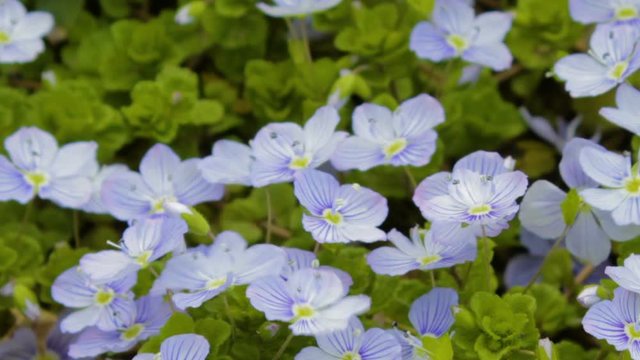 forget-me-not flowers in the spring,very small flowers bloom in the grass