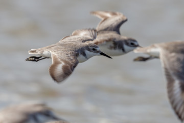 Endemic Wrybill Shorebird in New Zealand