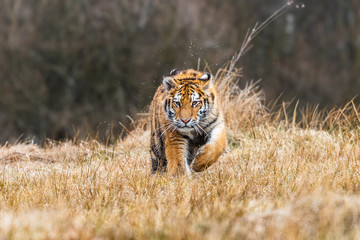 Fototapeta na wymiar A Siberian tiger (Panthera tigris) a beautiful portrait of a great tiger set in a typical setting for this amazing animal by a Russian taiga.