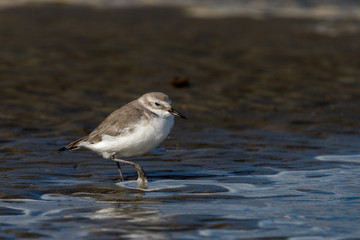 Endemic Wrybill Shorebird in New Zealand