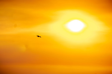 Bird flying during golden hour