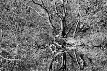 Reflexion  von bäumen in einem See grafisch in schwarz-weiss mit Tonung