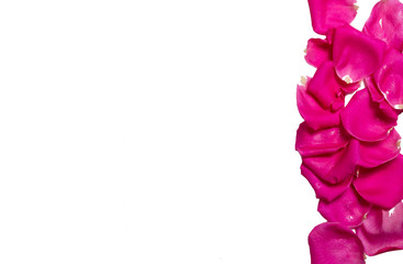 Pink rose petals on the right side on white background