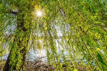 schöne Trauerweide am ufer eines Sees im Gegenlicht mit Sonne