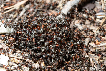 big red forest ant in natural habitat