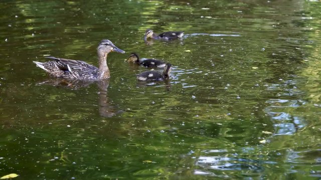 Duck and her three child