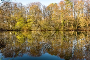 wunderschöne Spiegelung von Bäumen in einem See im Frühling