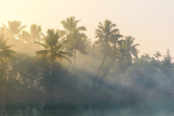 Jungle of palm trees with atmospheric haze at sunset, along a freswater lake in Eramalloor's Backwaters, a popular tourist destination and yoga retreat in Kerala, India