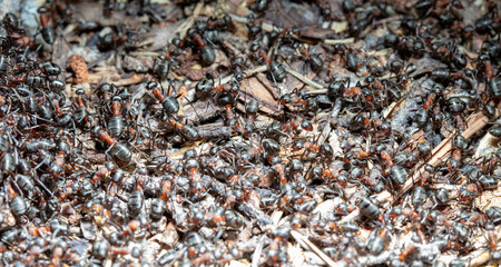 big red forest ant in natural habitat