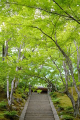 京都　嵐山常寂光寺と青もみじ