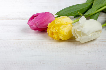 Fototapeta premium Pretty tulips on white wooden planks.