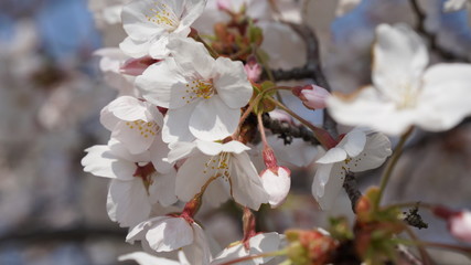 Obraz premium 桜