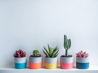 Cactus pot. Concrete pot. Modern geometric concrete planter. Colourful container with various...