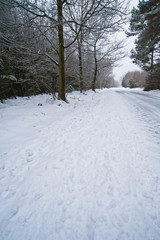 Fototapeta na wymiar Remote snowy road through trees on country lane