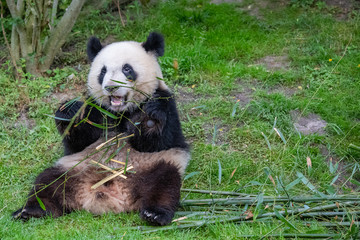 Obraz premium Young giant panda eating bamboo in the grass, portrait 