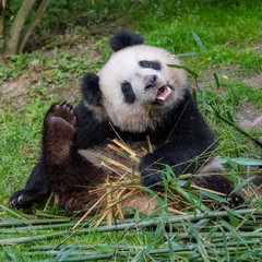 Fototapeta premium panda scratching his head, funny attitude 