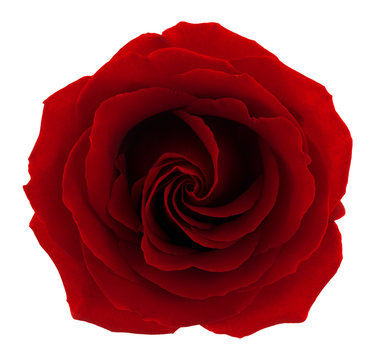 Red rose. Deep focus. No dust. No pollen. Amazing red rose isolated on white background.