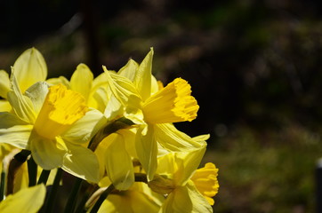 view on spring narcissus flowers. Narcissus flower also known as daffodil, daffadowndilly