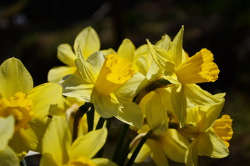 Obraz premium view on spring narcissus flowers. Narcissus flower also known as daffodil, daffadowndilly