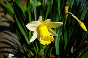 view on spring narcissus flowers. Narcissus flower also known as daffodil, daffadowndilly