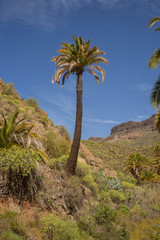 Fototapeta na wymiar Palm tree on Gran Canaria