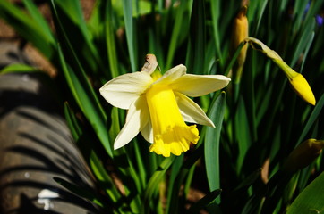 view on spring narcissus flowers. Narcissus flower also known as daffodil, daffadowndilly