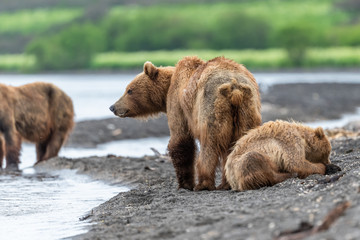 Ruling the landscape, brown bears of Kamchatka (Ursus arctos beringianus)