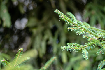 Green spruce branches as a textured background. Beautiful branch of spruce with needles. Christmas tree in nature. Close up.