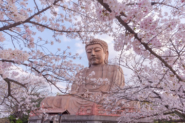 日本の桜と大仏