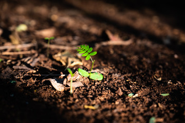 new life in spring