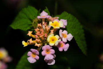 Exotic flowers of the island of Madagascar