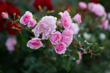 Fototapeta na wymiar pink rose bush
