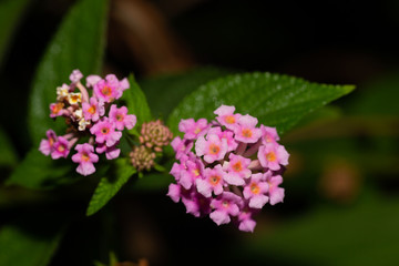 Fototapeta premium Exotic flowers of the island of Madagascar