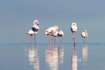 Wild african birds. Group birds of pink african flamingos  walking around the blue lagoon
