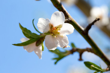 A white blossom from an almond tree