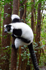 A black and white lemur sits on the branch of a tree
