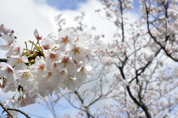 安城公園 満開の桜と春の青空