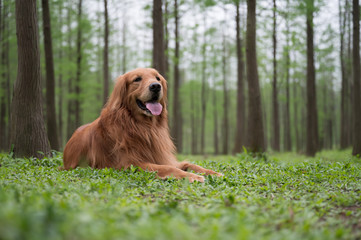 Obraz premium Golden retriever lying on the grass