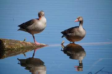Bin gar schmutzig, putz mich aber trotzdem