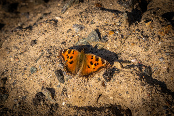 butterfly thistle in the sand