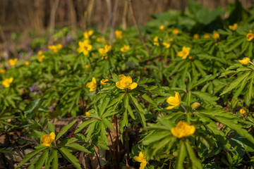 meadow of yellow flowers in the forest